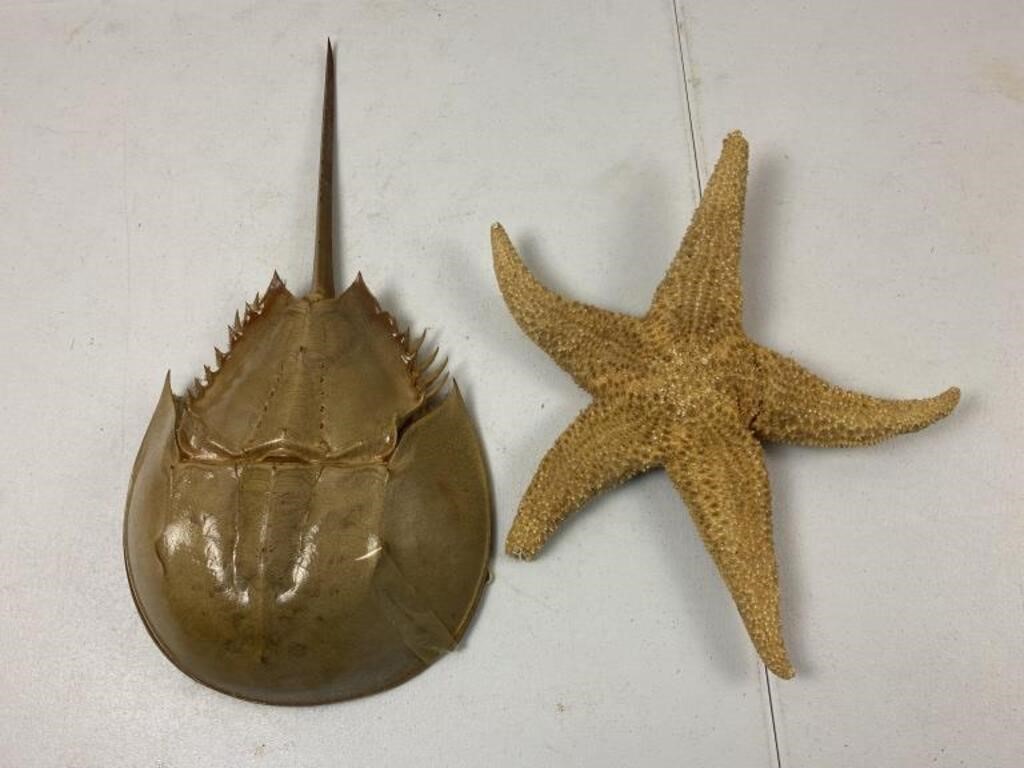 Horseshoe crab shell, has a crack and starfish