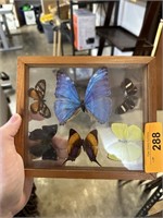 FRAMED BUTTERFLY TAXIDERMY DISPLAY MORPHO ETC