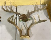 Deer antlers - lot of two - both nine points(1314)