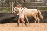 (NSW) CASH - PART WELSH COLT