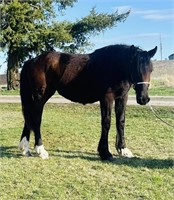 “Bonnie” is a late 2022 Friesian/QH filly bay/