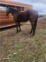GO TANYA •Tanya is a 16 year old, black bay mare,