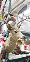 TAXIDERMY BUCK DEER HEAD