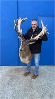 30 POINT RED STAG TAXIDERMY SHOULDER MOUNT