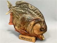 Mounted Red Bellied Piranha from Venezuela