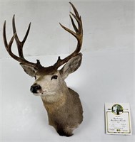 Idaho Pope & Young Record Book Mule Deer