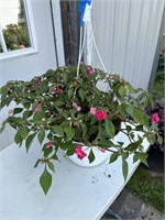 Hot Pink Double Impatiens