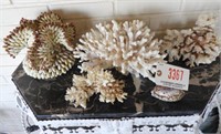 Collection of coral and shells