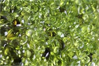 Natural Peridot 50 carats - Untreated