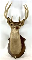 8pt Deer Mount By Bowers Jr. Maurertown, VA