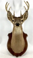 9pt. Deer Mount