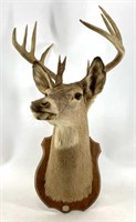 11pt. Deer Mount By Bowers Jr. Maurertown, VA