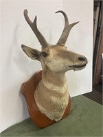 Vintage  Antelope shoulder mount (Some ware on