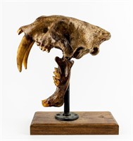 Resin Cast Sabre Tooth Tiger Skull And Stand