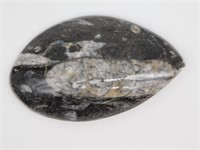 ORTHOCERAS ROCK STONE LAPIDARY SPECIMEN