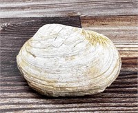 Fossil Clam Shell