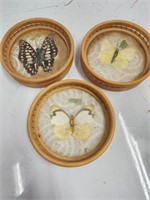 Butterfly Coasters