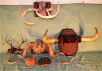 Collection of horns, antlers, turtle shell and pos