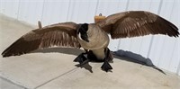 Professional Taxidermy Canadian Goose Mount