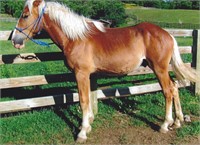 Registered 1 yr old Belgian stallion colt