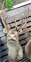 Caribou head mount      (g 22)