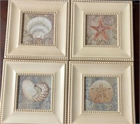 Framed Sea Shell Prints 12”x12”