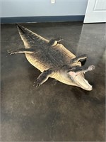 Alligator rug real taxidermy from Louisiana