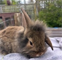 8 wk female lion head cross bunny