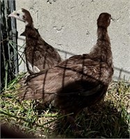2 Unsexed-Chocolate Turkey Poults