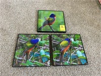 Framed Bird Pictures