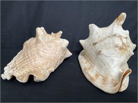 Pair of conch shells