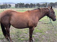 (VIC) HOLLY - QH MARE