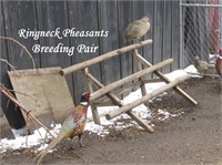 Ringneck Pheasant Breeding Pair, 2020 hatch