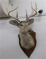 Vintage Mounted Buck Head