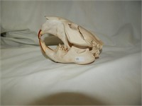 Cleaned & Bleached Beaver Skull