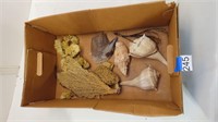 assorted sea and coral specimens