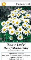 3 Dwarf Snow Lady White Shasta Daisy Plants