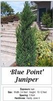2 Blue Point Juniper Plants