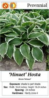 5-Minuet Green & White Hosta Plants