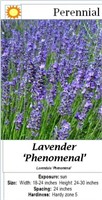 5-Fragrant Phenomenal Blue Lavender Plants