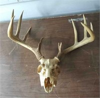 5/6 Point White Tail Deer Antlers and Skull