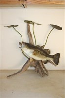 Displayed Taxidermy Large Mouth Bass