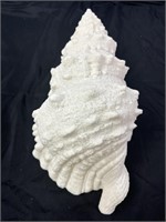 Barbara King Conch Shell