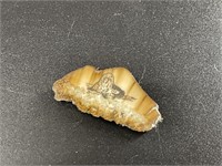 Stunning piece of fossilized polished ivory with s