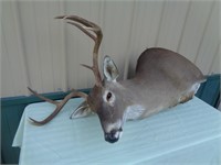 9-Point Whitetail Deer Head Mount