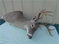 10-Point Whitetail Deer Head Mount