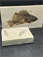 Fish, Fossil, Rock, Natural, Decor, Collectible, S