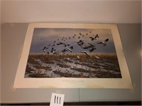 Ducks Unlimited Print