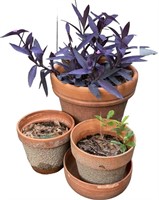 Clay Pots with Plant