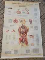 Vintage American Frohse Anatomical Chart " The